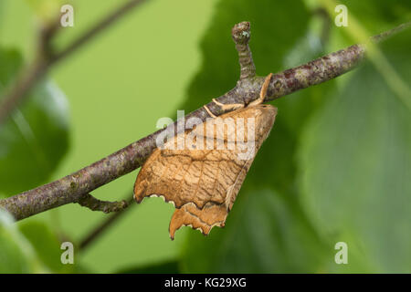 Birken-Sichelflügler, Birkensichelflügler, Echsen-Sichelflügler, Eidechsensichler, Falcaria lacertinaria, Drepana lacertinaria, Scalloped Hook-tip, La Stock Photo