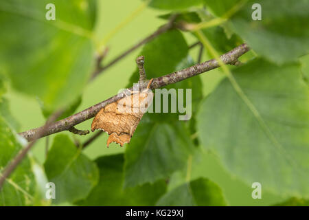 Birken-Sichelflügler, Birkensichelflügler, Echsen-Sichelflügler, Eidechsensichler, Falcaria lacertinaria, Drepana lacertinaria, Scalloped Hook-tip, La Stock Photo