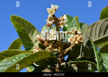 Fragrant white blossom of Nispero or Japanese loquat, also known as Medlar. Stock Photo