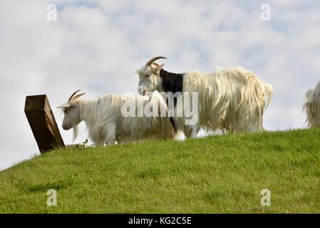 Famous goats on the sod roof at Al Johnson's Swedish Restaurant in the Door County community of Sister Bay, Wisconsin, USA. Stock Photo