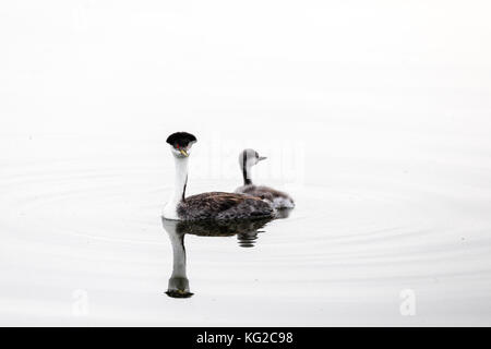 Western grebe (Aechmophorus occidentalis), Courtenay, North Dakota, USA Stock Photo