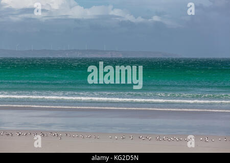 Green ocean waves flowing onto the beach with birds. Wind turbines fading in the background Stock Photo