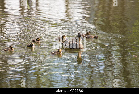 Duck with ducklings on the pond Stock Photo