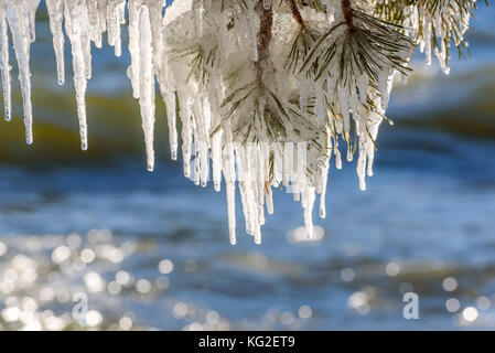 Beautiful patterns of icicles of different shapes and sizes on a branch of pine and glare from the sun on the water Stock Photo