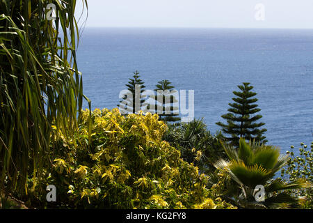 Araucaria araucana and trachycarpus palm view from above. Green coniferous plant. Monkey puzzle tree. Chilean pine Stock Photo