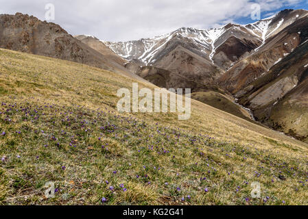 Scenic view with beautiful mountain peaks with snow and a mountain slope covered with blue flowers on the background of the blue sky Stock Photo
