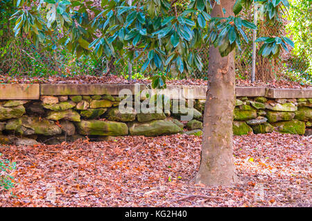 The magnolia tree, the stone wall and dry leaves in autumn park Stock Photo