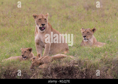 Lioness with her cubs in in Ngorongoro crater consrvation area, Tanzania, Africa. Stock Photo