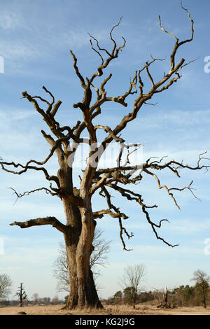 Leafless, dead Rogalin oak against the blue sky Stock Photo