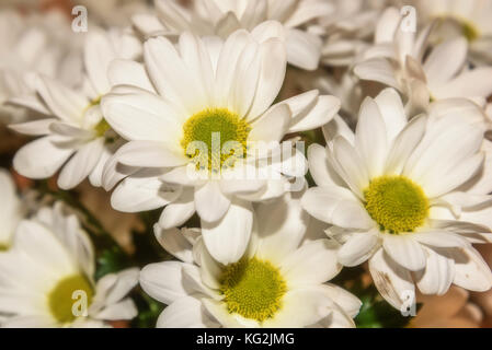 Beautiful delicate floral decorative background with white chrysanthemums in the form of chamomiles Stock Photo