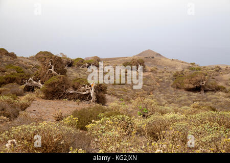 El Hierro, Canary Islands, El Sabinal - site where the wind-shaped juniper trees grow. Calima, saharian sand suspended in the air, bleaches the sky Stock Photo