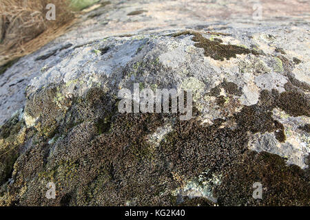 Pioneer species mosses and lichen growing on granite boulder, La Vera, Extremadura, Spain Stock Photo