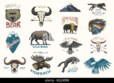 set of engraved vintage, hand drawn, old, labels or badges for camping, hiking, hunting with boar, bear and wolf, red fox . skull and bald eagle, moose face, indian or native american. buffalo Stock Vector