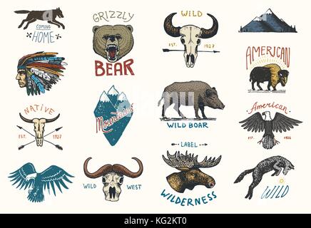 set of engraved vintage, hand drawn, old, labels or badges for camping, hiking, hunting with boar, bear and wolf, red fox . skull and bald eagle, moose face, indian or native american. buffalo Stock Vector