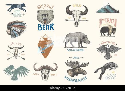 set of engraved vintage, hand drawn, old, labels or badges for camping, hiking, hunting with boar, bear and wolf, red fox . skull and bald eagle, moose face, indian or native american. buffalo Stock Vector