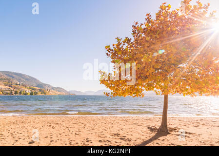 Maple tree with autumn leaves in sunshine on sandy beach with lake, mountains and blue sky Stock Photo