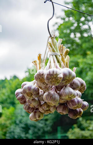 A bundle of garlic hanging on a line, drying in the sun Stock Photo