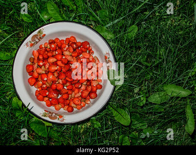 Pile of small strawberries in a white plate on the grass Stock Photo