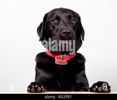 Black Labrador Portrait, Labrador Retriever Portrait - Black Lab Dog Stock Photo