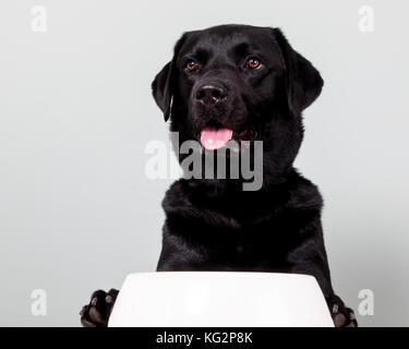 Black Labrador Portrait, Labrador Retriever Portrait - Black Lab Dog Stock Photo