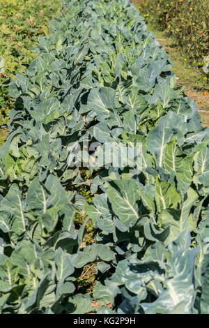 Fresh growing stems of cauliflowers under the sun. Home made ,organic at Corfu Greece. Stock Photo