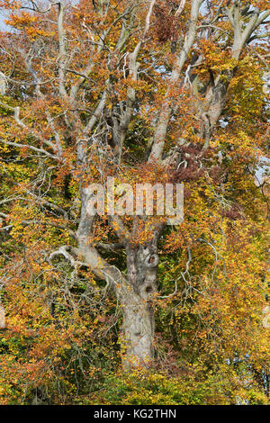 Fagus sylvatica. Beech trees around Waylands Smithy with autumn foliage and blue sky. The Ridgeway, Ashbury. Oxfordshire. England Stock Photo