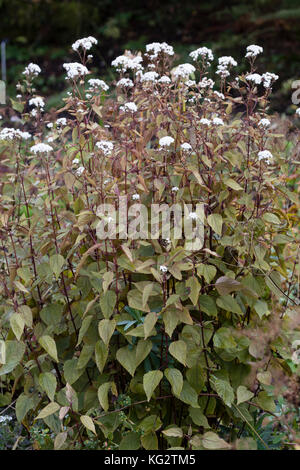 White Autumn flowers of the upright hardy perennial, Ageratina altissima 'Chocolate' Stock Photo