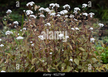 White Autumn flowers of the upright hardy perennial, Ageratina altissima 'Chocolate' Stock Photo