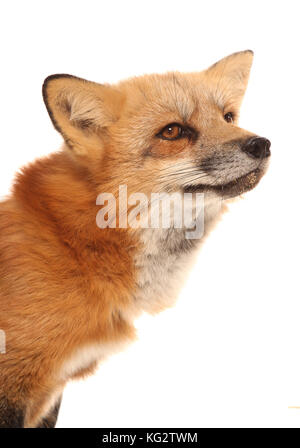 siberian domestic fox Stock Photo