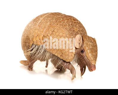 A three-banded armadillo Tolypeutes tricinctus Stock Photo