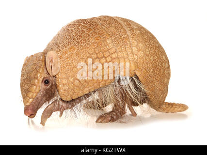 A three-banded armadillo Tolypeutes tricinctus Stock Photo