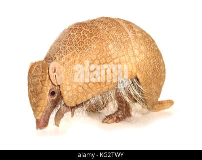 A three-banded armadillo Tolypeutes tricinctus Stock Photo