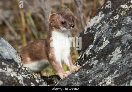 Long-tailed Weasel, summer, Denali National Park, Alaska Stock Photo