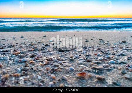 seashells and pebbles on a sandy beach shore with waves and morning sky in the background Stock Photo