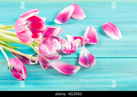 Withered pink tulips with fallen petals on a blue wooden background. Stock Photo