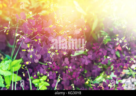 Oxalis triangularis. Purple Shamrock, Love Plant. Showing the dark purple of leaves which triangular shape and arranged in three circles. close up, na Stock Photo