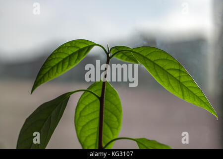 Macro of little sprout avocado Persea gratissima on the sunny window Stock Photo