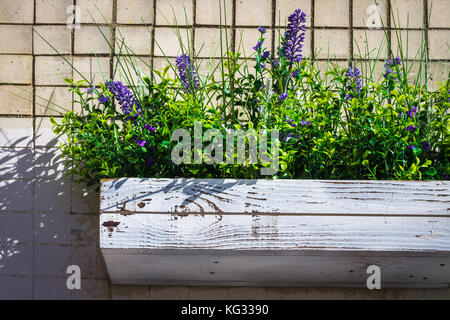 wooden box with daisies on a stone wall. Stock Photo