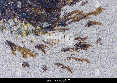 Leafs and colors of seaweed at the beach in the sand. Stock Photo