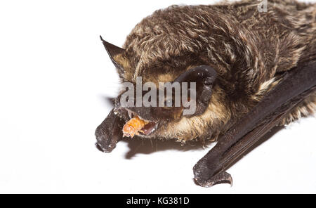 Parti-coloured bat (Vespertilio murinus) eating mealworm (Tenebrio molitor), photographed indoor, Europe, Serbia Stock Photo