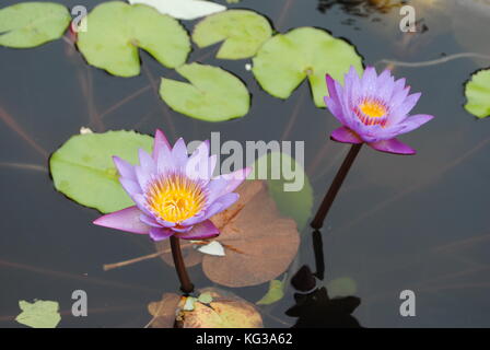 Bora Bora water lillies in pond Stock Photo