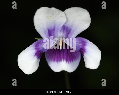 Australian violet (Viola banksii) flower close-up Stock Photo