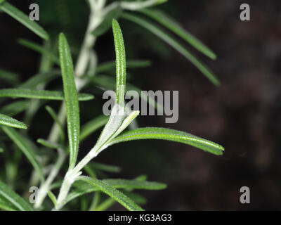Rosemary (Rosmarinus officinalis) leaves Stock Photo