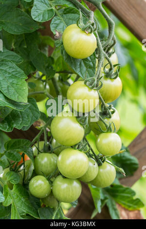 Bunch of green cherry tomatoes growing on trellis in a garden Stock Photo