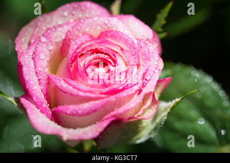 Closeup of white and pink rose flower covered with dew drops Stock Photo
