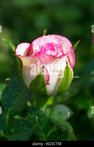 White and pink rosebud covered with dew drops, isolated on green background Stock Photo