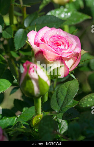 Rose flower and blurred rose bud on a rosebush covered with dew drops Stock Photo