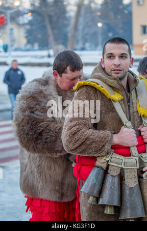 PERNIK, BULGARIA - JANUARY 27, 2017: Young male kuker is recieveing help for tightening his bells belt by another participant in the march at Surva, t Stock Photo