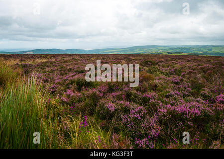 Exmoor - View from Dunkery Beacon to the north coast of Devon. A heathery high plateau 1,705 feet high. A sandstone hill. Stock Photo