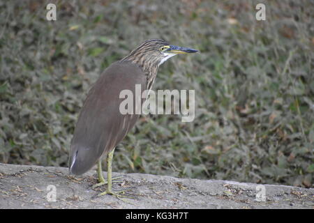 Short-Necked Heron spotted in New Delhi. Often in shaded areas along edges of ponds, walking on fallen logs and branches Stock Photo